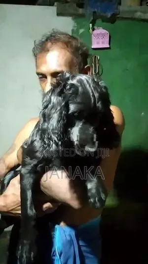 Cocker Spaniel