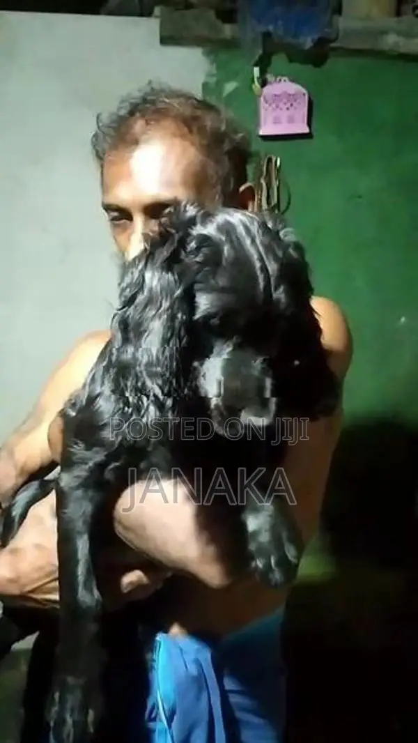 Cocker Spaniel