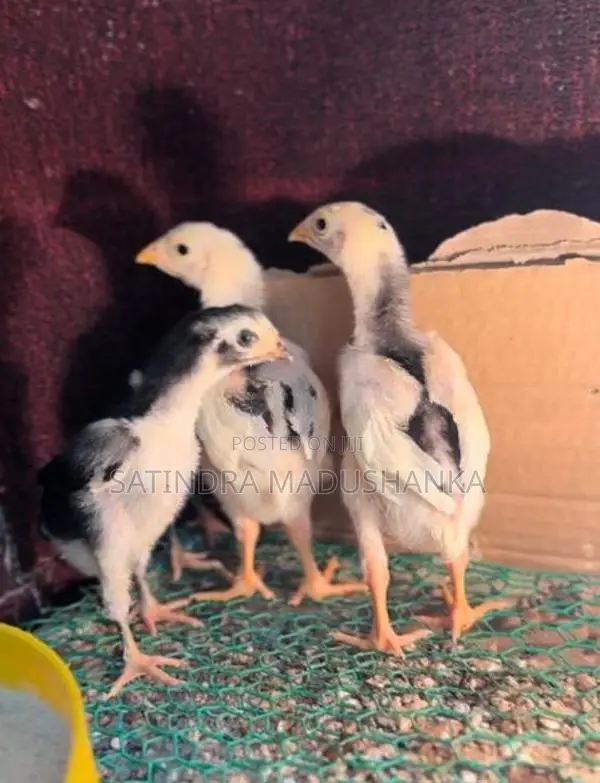 Country Chicken