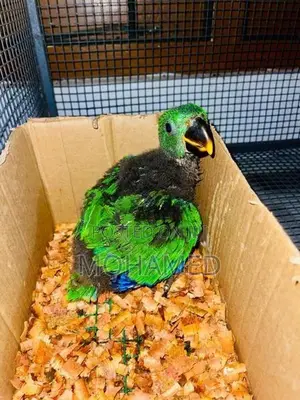 Eclectus Parrot