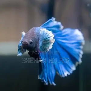 Betta Fishes