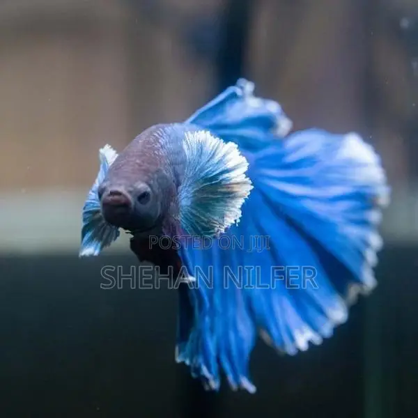 Betta Fishes
