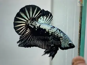 Betta Fishes