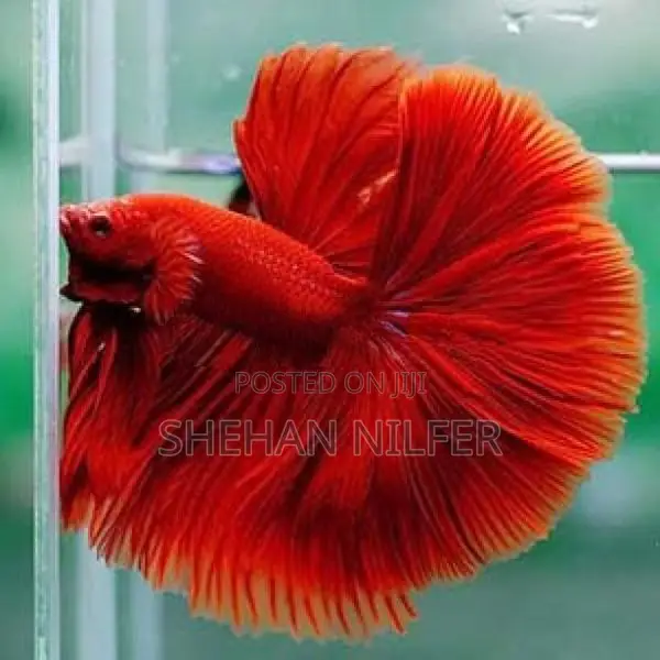 Betta Fishes
