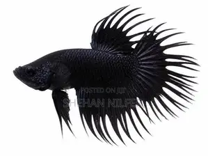 Betta Fishes