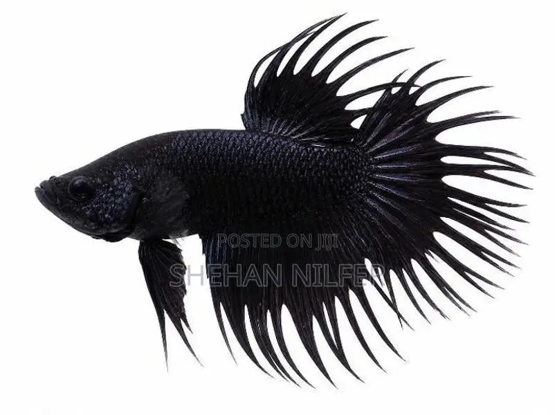 Betta Fishes
