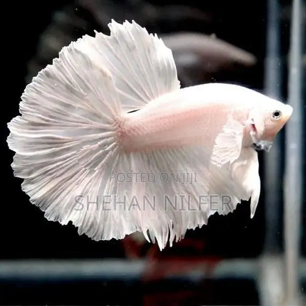 Betta Fishes
