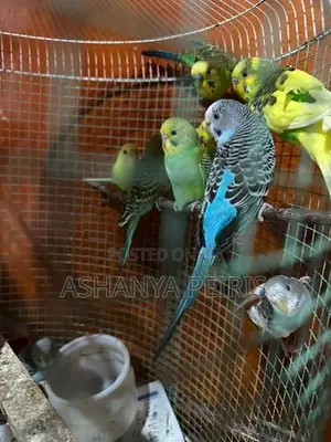 Love Birds