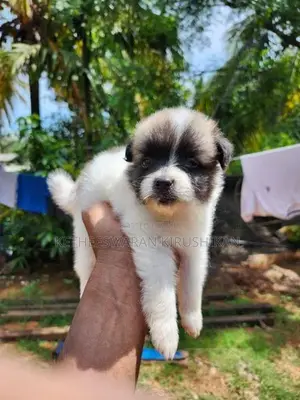 Pomeranian Puppies