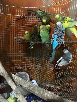 Love Birds