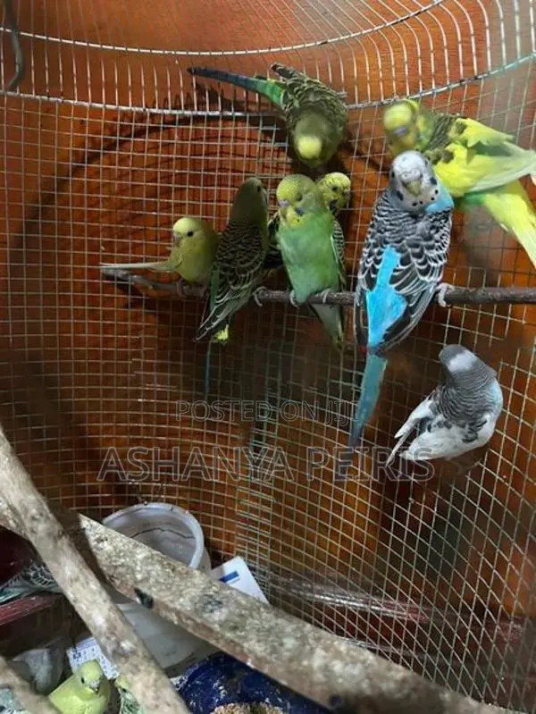Love Birds