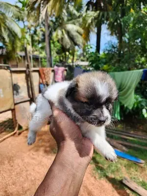 Pomeranian Puppies