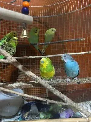 Love Birds