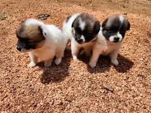 Pomeranian Puppies