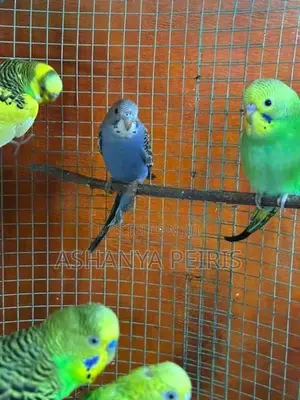 Love Birds