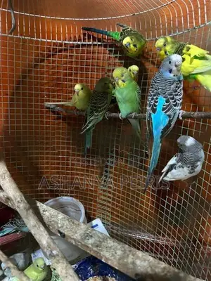 Love Birds