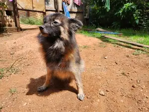 Pomeranian Puppies