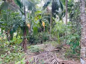 Valuable Land for Sale – Balummahara, Gampaha