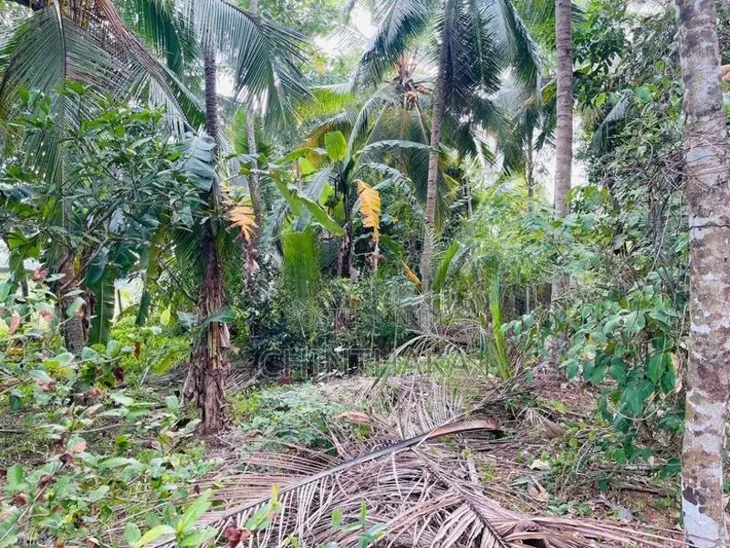Valuable Land for Sale – Balummahara, Gampaha