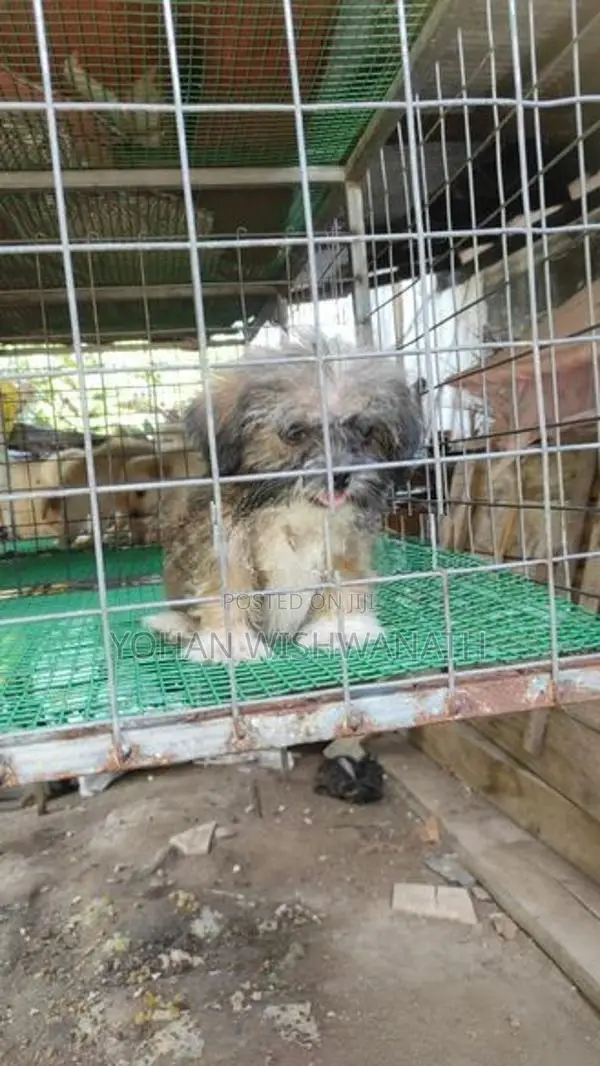 Shih Tzu Puppy