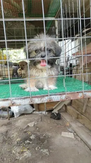 Shih Tzu Puppy