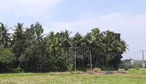Valuable Land for Sale – Balummahara, Gampaha