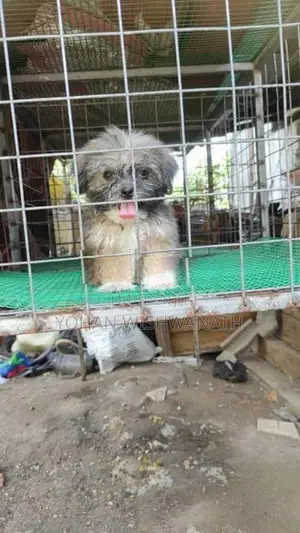 Shih Tzu Puppy