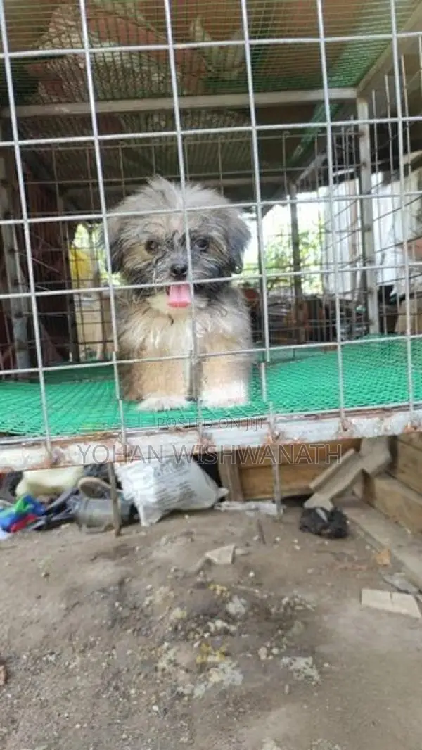 Shih Tzu Puppy