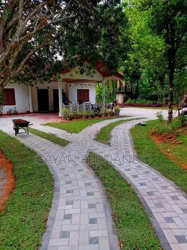 Malaysian Pidali with Carpet Grass