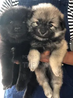 Lion Pomeranian Puppies