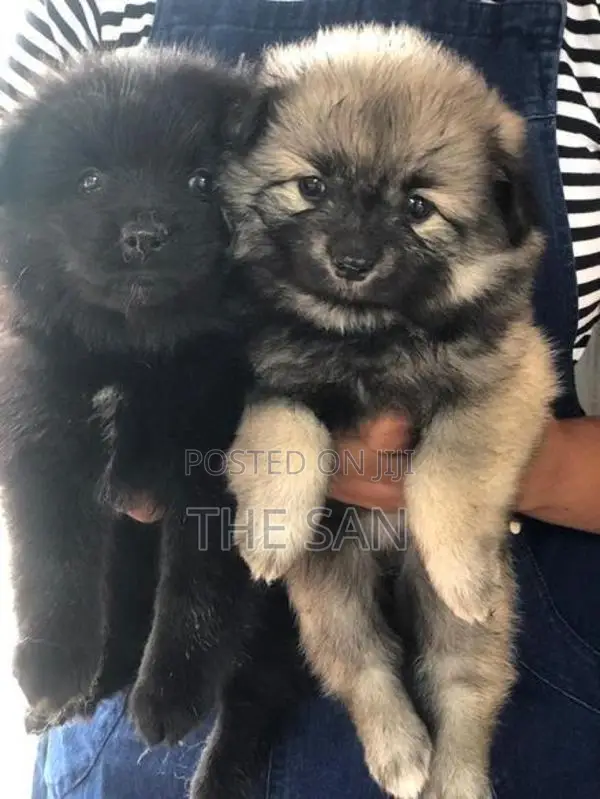 Lion Pomeranian Puppies