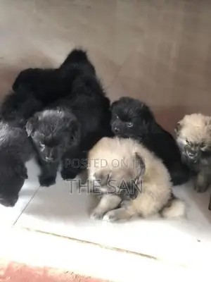 Lion Pomeranian Puppies
