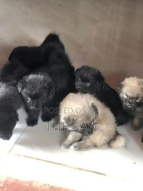 Lion Pomeranian Puppies