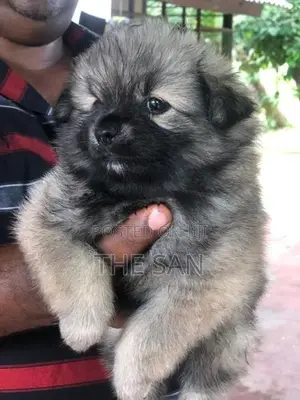 Lion Pomeranian Puppies