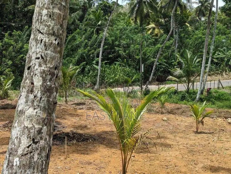 පොල් ඉඩමක් වල්පොල