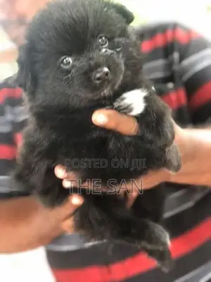 Lion Pomeranian Puppies