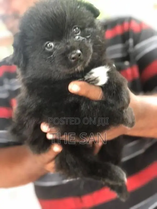 Lion Pomeranian Puppies