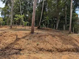 පොල් ඉඩමක් වල්පොල
