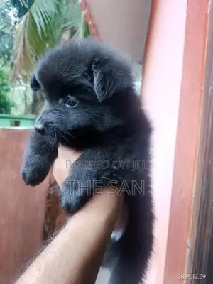 Lion Pomeranian Puppies