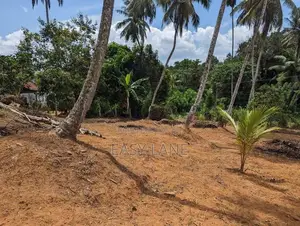 පොල් ඉඩමක් වල්පොල