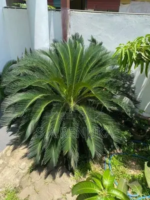 Bankok Madu