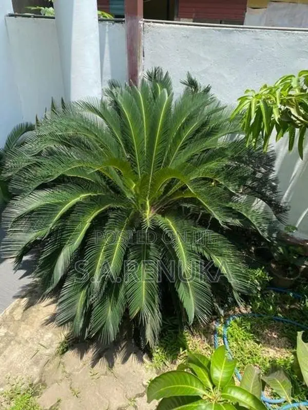 Bankok Madu