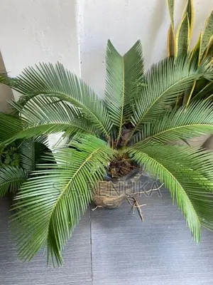 Bankok Madu