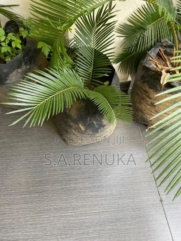 Bankok Madu
