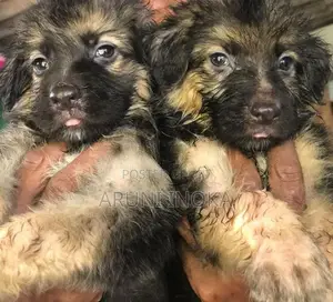 German shepherd Puppies