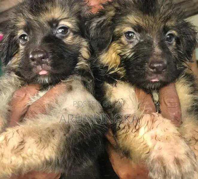 German shepherd Puppies
