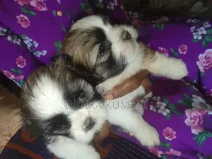 Shih Tzu Puppy