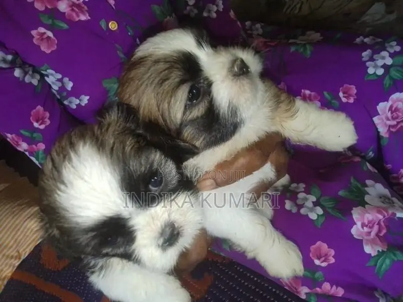 Shih Tzu Puppy