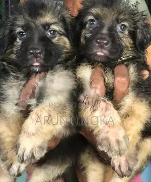 German shepherd Puppies