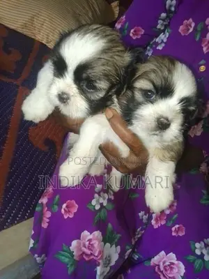 Shih Tzu Puppy